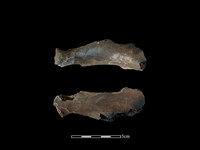 梅花鹿骨藏品圖，第1張