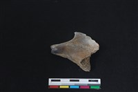 梅花鹿骨藏品圖，第1張