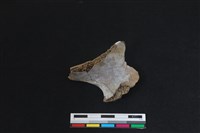 梅花鹿骨藏品圖，第2張