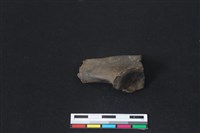 梅花鹿骨藏品圖，第1張