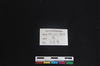 梅花鹿骨藏品圖，第3張