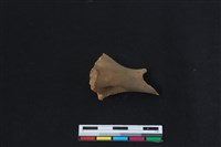 梅花鹿骨藏品圖，第1張