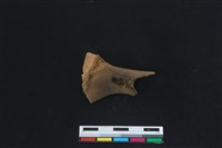 梅花鹿骨藏品圖，第2張