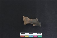 梅花鹿骨藏品圖，第1張