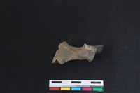 梅花鹿骨藏品圖，第2張