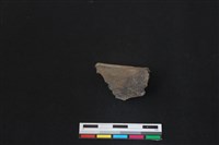 梅花鹿骨藏品圖，第1張