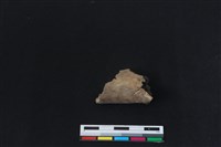 梅花鹿骨藏品圖，第2張