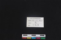 梅花鹿骨藏品圖，第3張