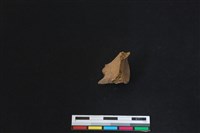 梅花鹿骨藏品圖，第1張