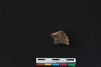 梅花鹿骨藏品圖，第2張