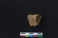 梅花鹿骨藏品圖，第1張