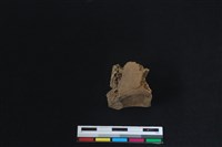 梅花鹿骨藏品圖，第2張