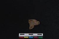 梅花鹿骨藏品圖，第1張