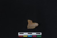 梅花鹿骨藏品圖，第2張