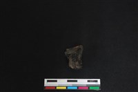 梅花鹿骨藏品圖，第2張