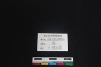 梅花鹿骨藏品圖，第3張