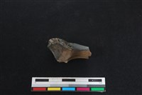 梅花鹿骨藏品圖，第1張