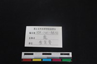 梅花鹿骨藏品圖，第3張