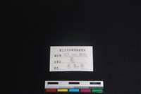 梅花鹿骨藏品圖，第3張