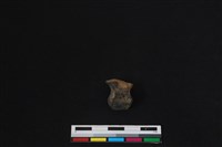 梅花鹿骨藏品圖，第1張