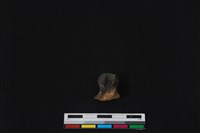 梅花鹿骨藏品圖，第2張