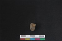 梅花鹿骨藏品圖，第2張