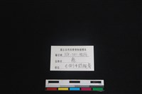 梅花鹿骨藏品圖，第3張