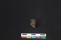 梅花鹿骨藏品圖，第1張