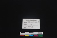 梅花鹿骨藏品圖，第3張