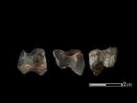 梅花鹿骨藏品圖，第1張