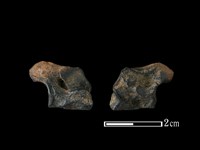 梅花鹿骨藏品圖，第1張