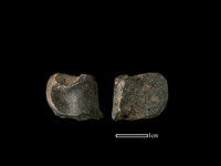 梅花鹿骨藏品圖，第1張