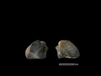 梅花鹿骨藏品圖，第1張