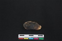 梅花鹿骨藏品圖，第2張