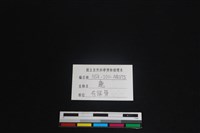 梅花鹿骨藏品圖，第3張