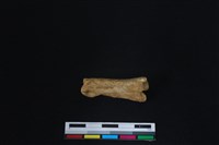 梅花鹿骨藏品圖，第1張