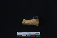 梅花鹿骨藏品圖，第2張