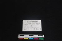 梅花鹿骨藏品圖，第3張