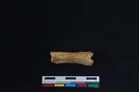 梅花鹿骨藏品圖，第1張