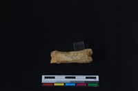 梅花鹿骨藏品圖，第2張