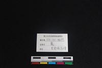 梅花鹿骨藏品圖，第3張