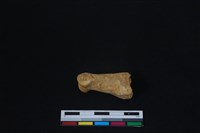 梅花鹿骨藏品圖，第1張