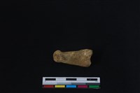 梅花鹿骨藏品圖，第2張