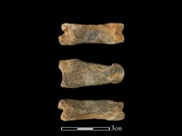 梅花鹿骨藏品圖，第1張