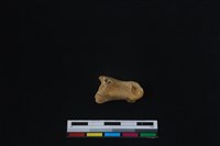 梅花鹿骨藏品圖，第1張