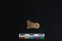 梅花鹿骨藏品圖，第2張