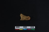 梅花鹿骨藏品圖，第2張