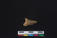 梅花鹿骨藏品圖，第1張