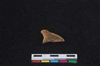 梅花鹿骨藏品圖，第2張