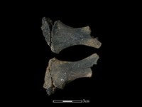 梅花鹿骨藏品圖，第1張